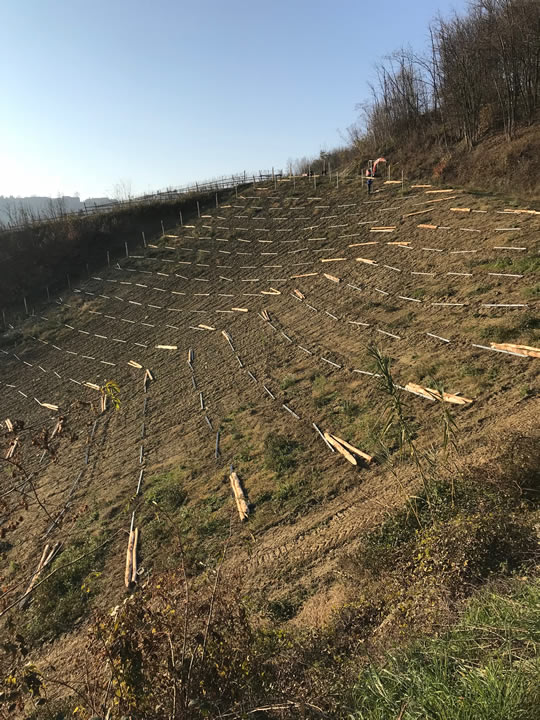 Rebberg TRIVÈ: Work in progress Die